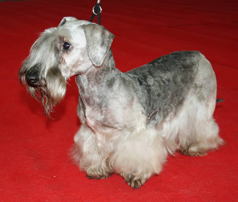 Photo de Cesky Terrier