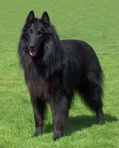 Photo de Belgian Shepherd Dog