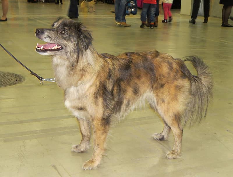 Photo de Pyrenean Shepherd