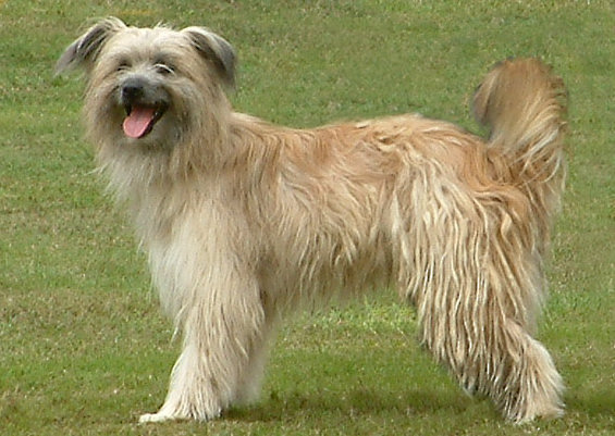 Photo de Pyrenean Shepherd
