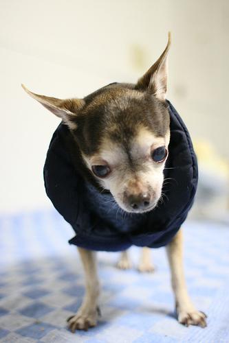 Photo Chihuahua