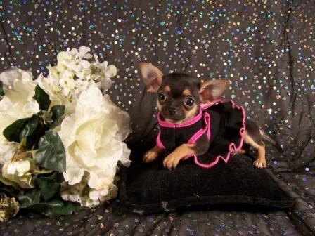 Photo Chihuahua