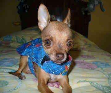 Photo Chihuahua