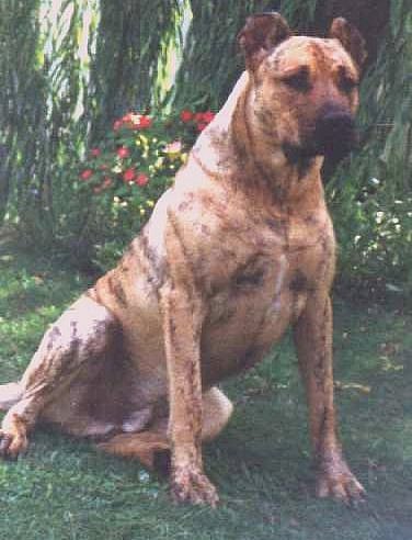 Photo de Uruguayan Cimarron