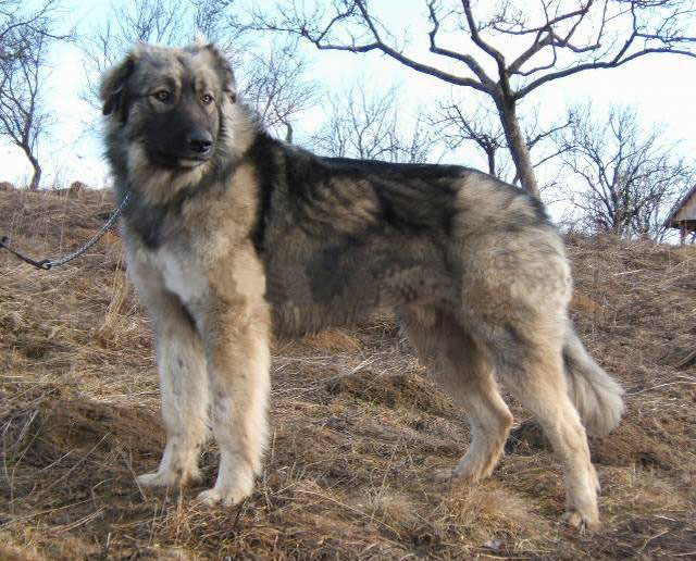 Photo de Carpathian Shepherd Dog