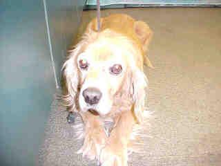 Photo Cocker Spaniel