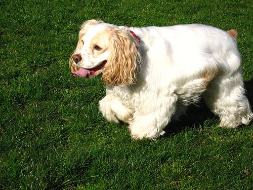 Photo Cocker Spaniel