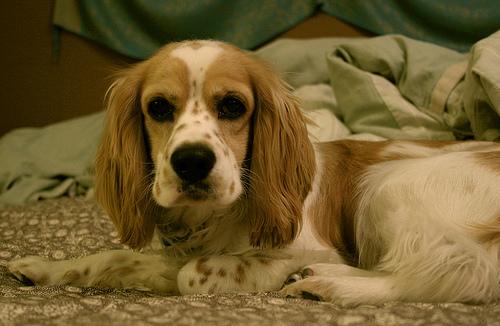 Photo Cocker Spaniel