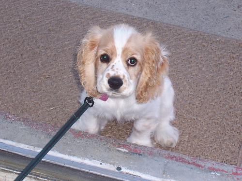 Photo Cocker Spaniel