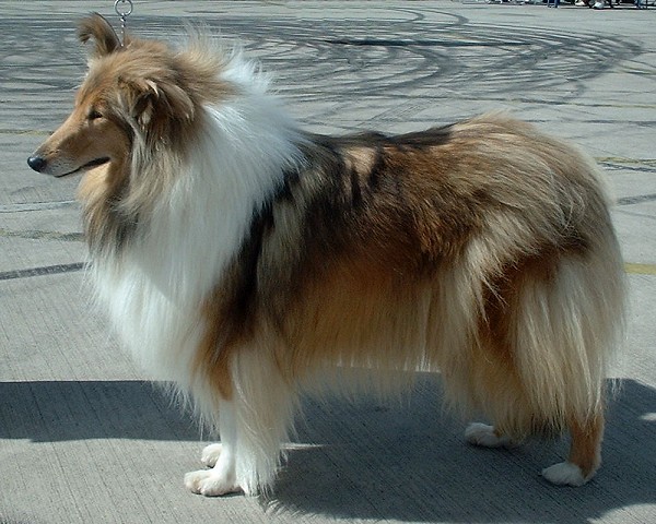 Photo de Rough Collie