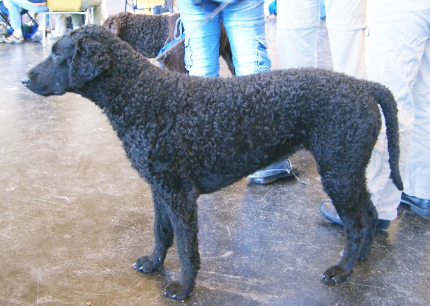 Photo de Curly Coated Retriever