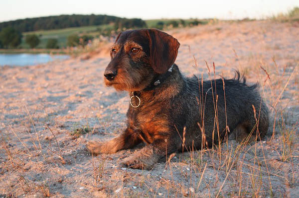 Photo Dachshund