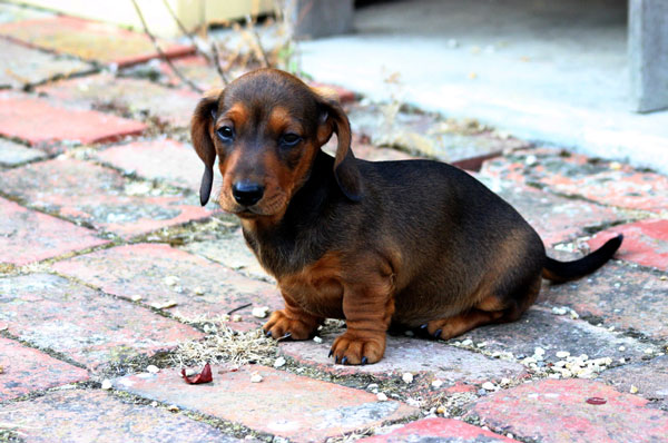 Photo Dachshund