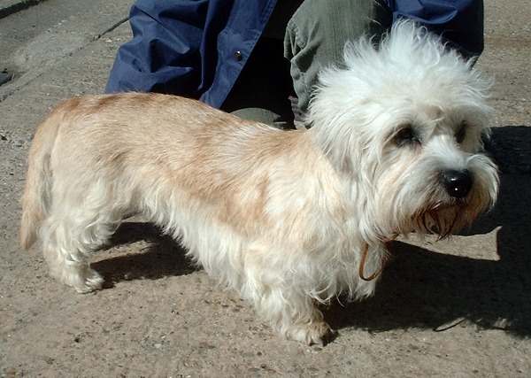 Photo de Dandie Dinmont Terrier