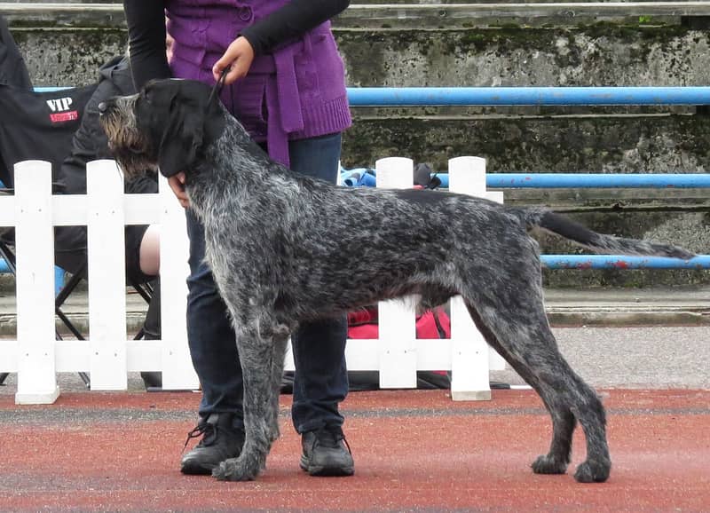 Photo de German Wirehaired Pointer