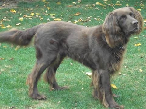 Photo de German Longhaired Pointer
