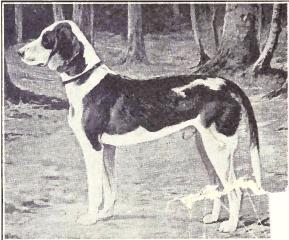 Photo de German Hound