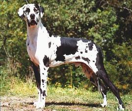 Photo Great Dane