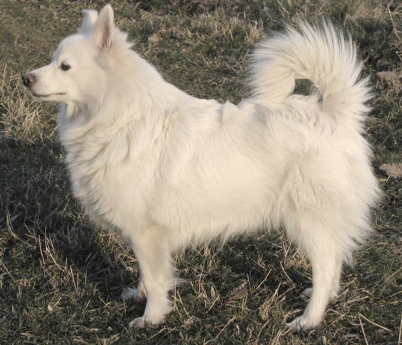 Photo de German Spitz