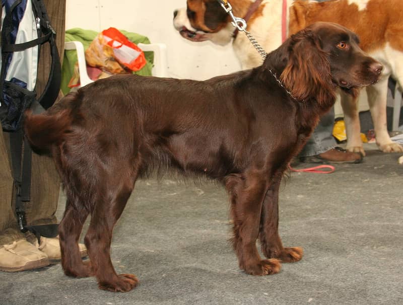 Photo de German Spaniel