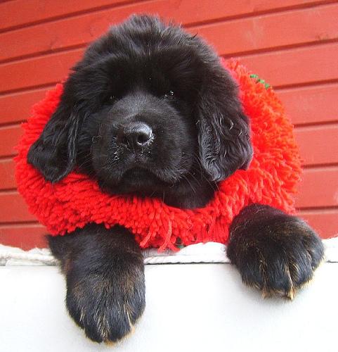 Photo Tibetan Mastiff