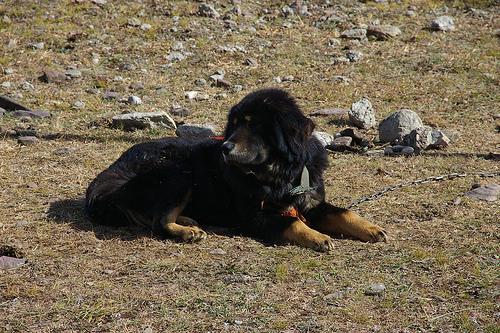 Photo Tibetan Mastiff