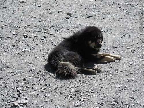 Photo Tibetan Mastiff