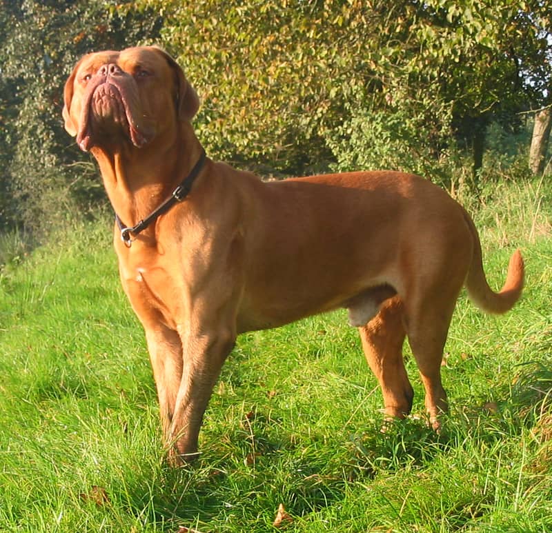 Photo de Dogue de Bordeaux