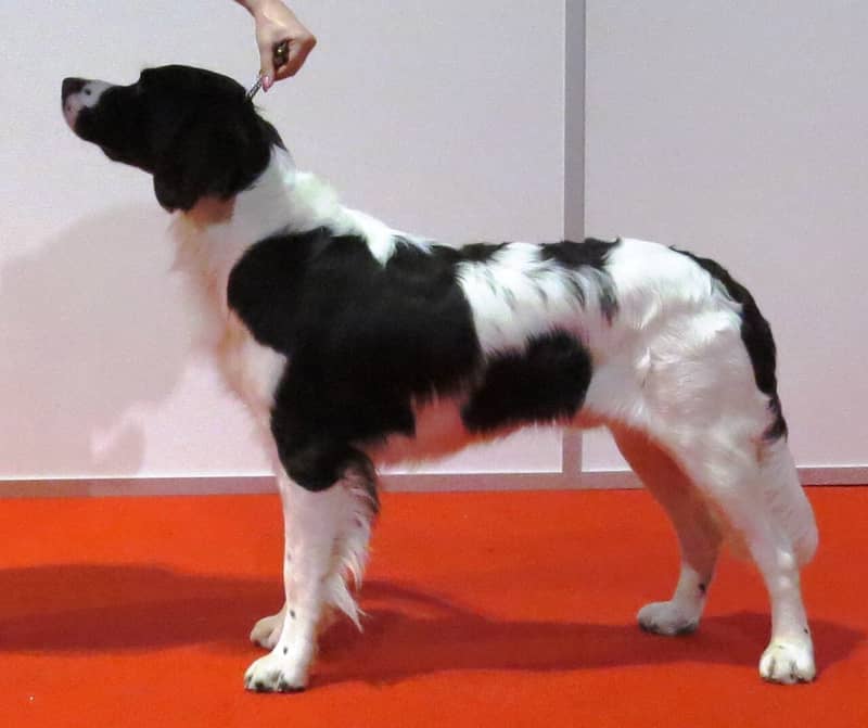 Chien de Perdrix de Drente