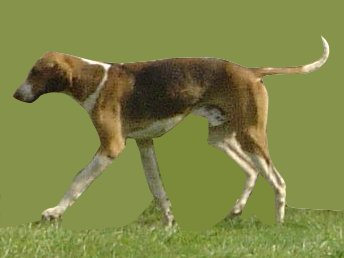 Photo de English Foxhound