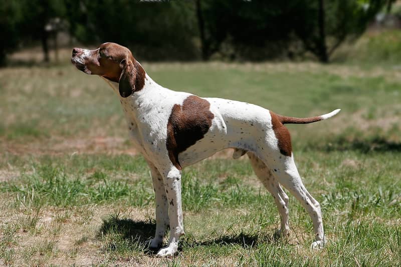 Photo de English Pointer