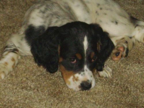 Photo English Setter