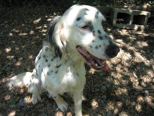 Photo English Setter