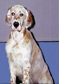 Photo English Setter