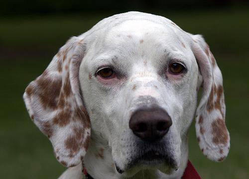 Photo English Setter