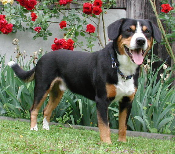 Photo de Entlebucher Mountain Dog