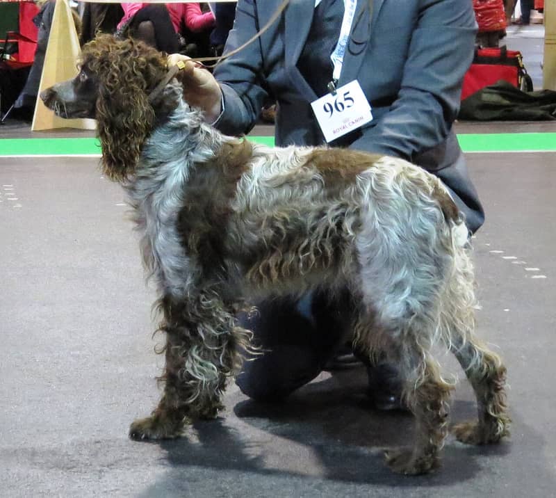 Photo de Pont-Audemer Spaniel