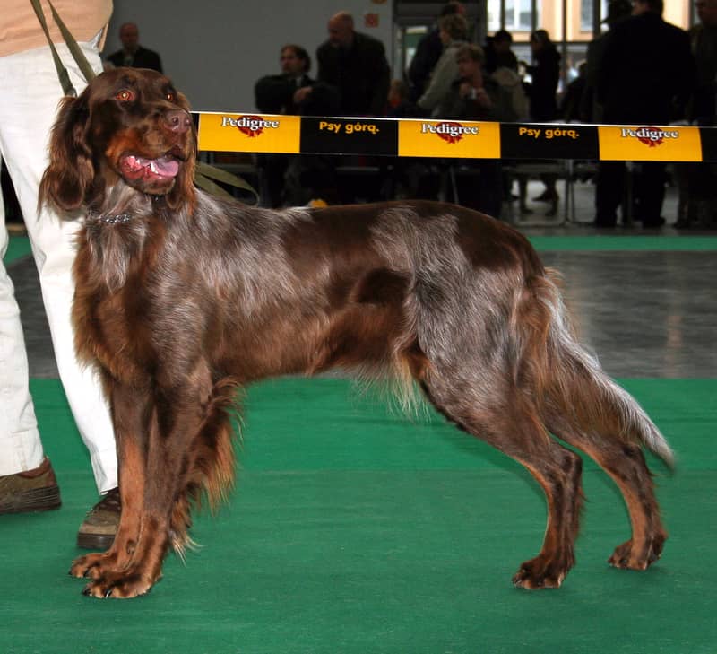 Photo de Picardy Spaniel