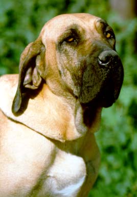 Photo de Brazilian Mastiff