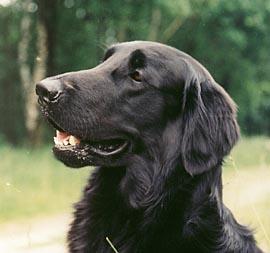 Photo Flat Coated Retriever