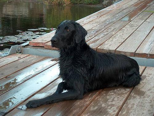 Photo de Flat Coated Retriever