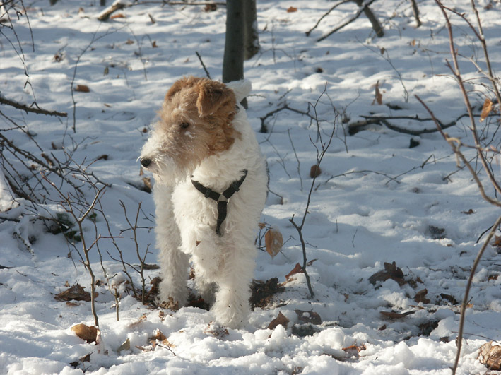 Photo de Smooth Fox Terrier
