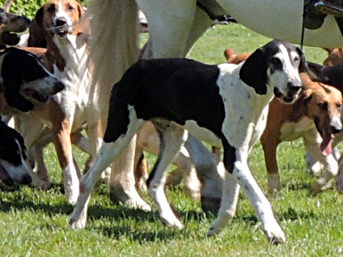 Photo de French White and Black Hound