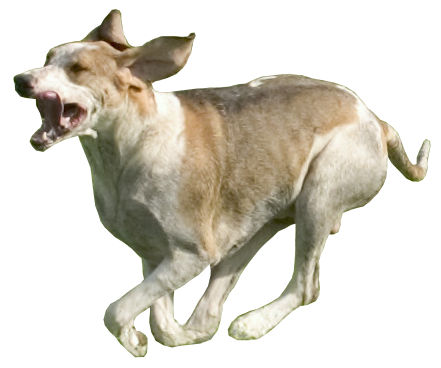 Photo de French White and Orange Hound