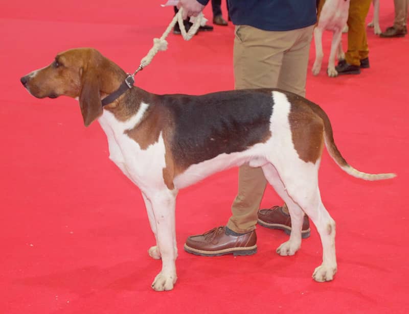 Photo de French Tricolor Hound