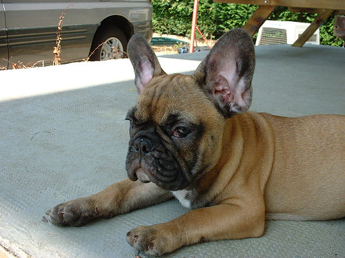 Photo French Bulldog