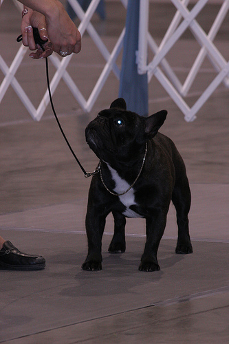Photo French Bulldog