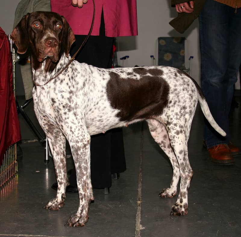 Photo de Old Danish Pointer