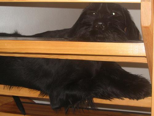 Photo Giant Schnauzer