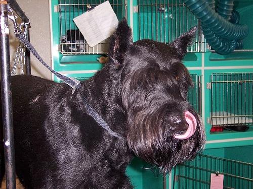 Photo Giant Schnauzer